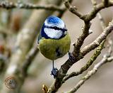 Blue Tit 8R85D-09